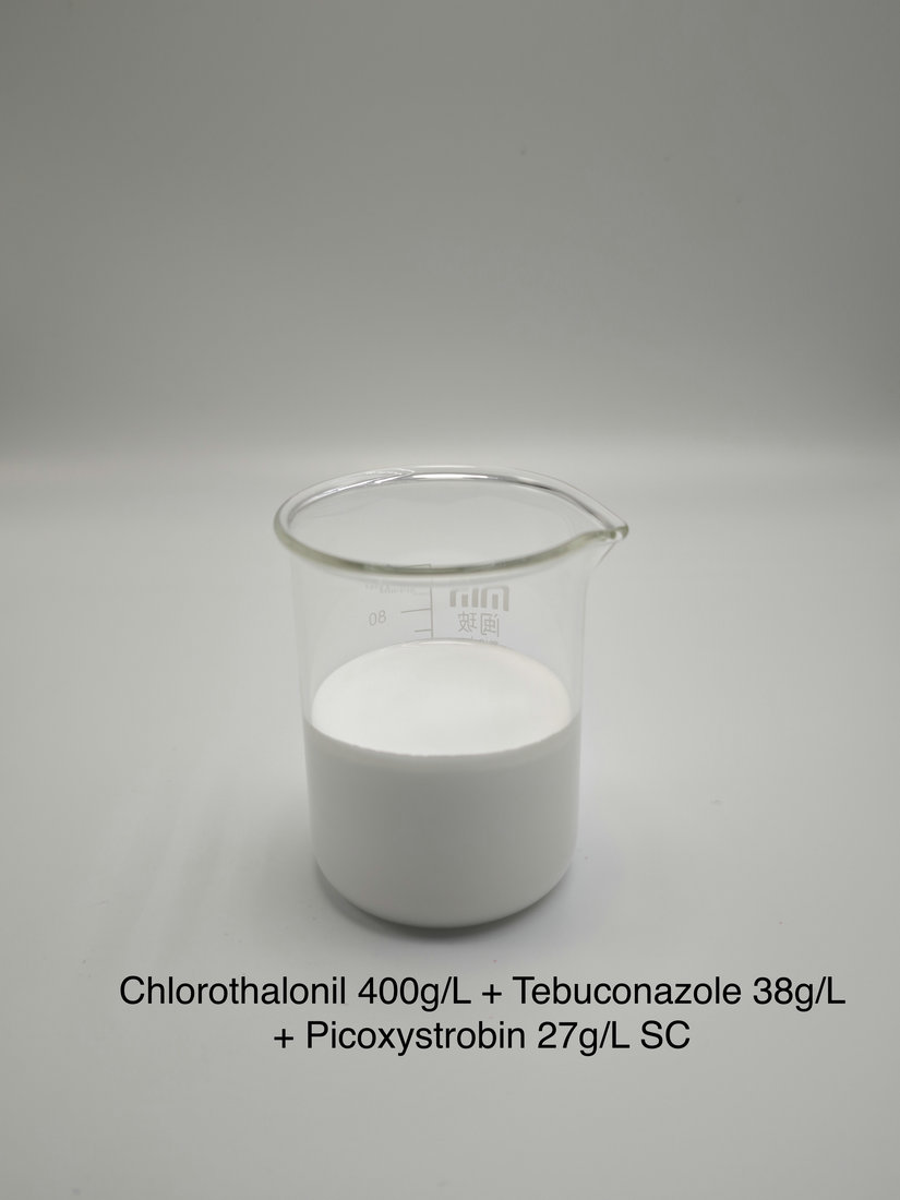 Chlorothalonil 400g/L + Tebuconazole 38g/L + Picoxystrobin 27g/L SC